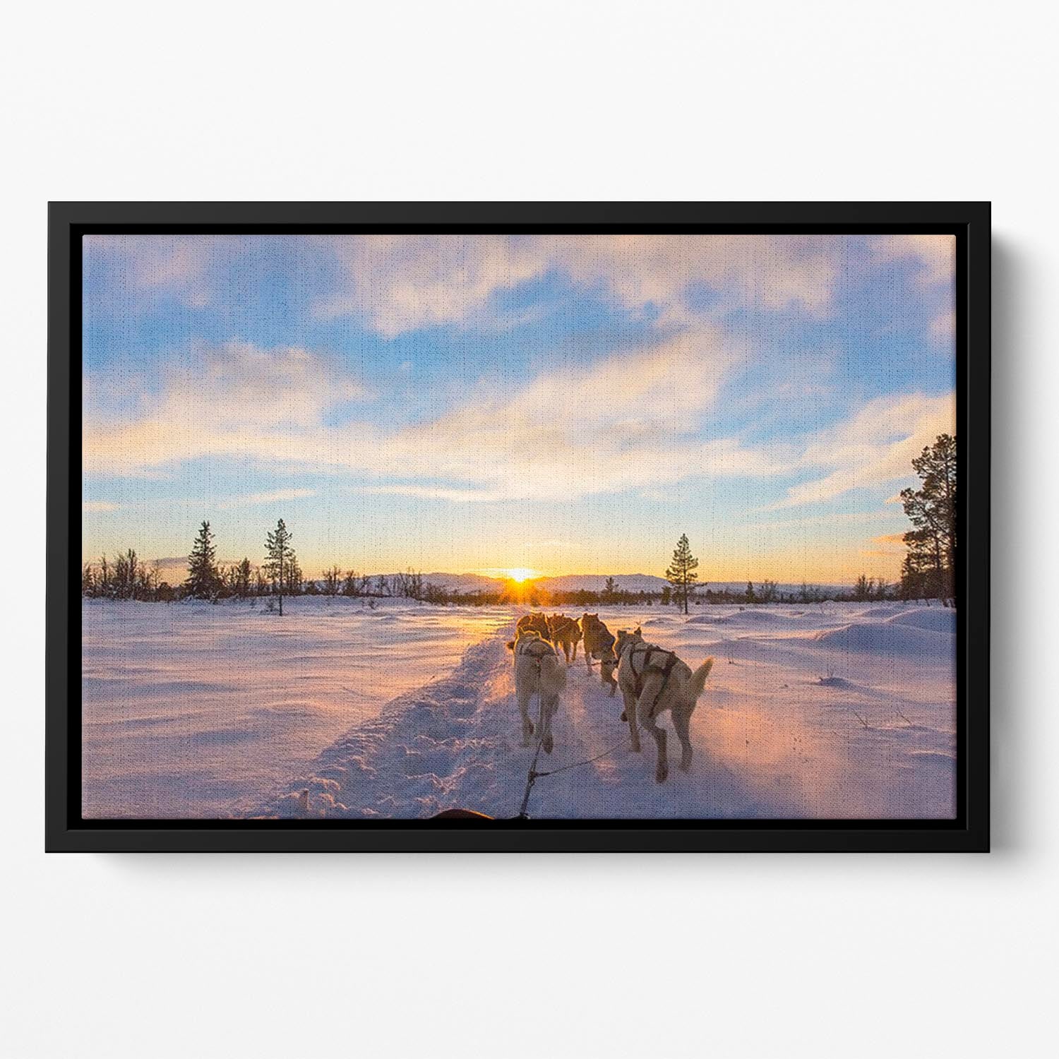 Musher and passenger in a dog sleigh with huskies a cold winter evening Floating Framed Canvas - Canvas Art Rocks - 2