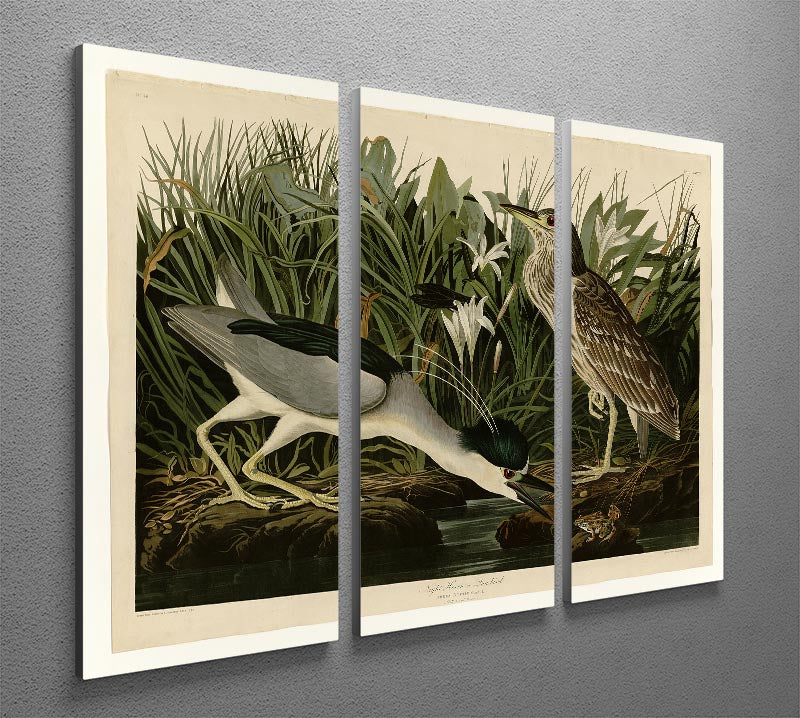 Night Heron by Audubon 3 Split Panel Canvas Print - Canvas Art Rocks - 2