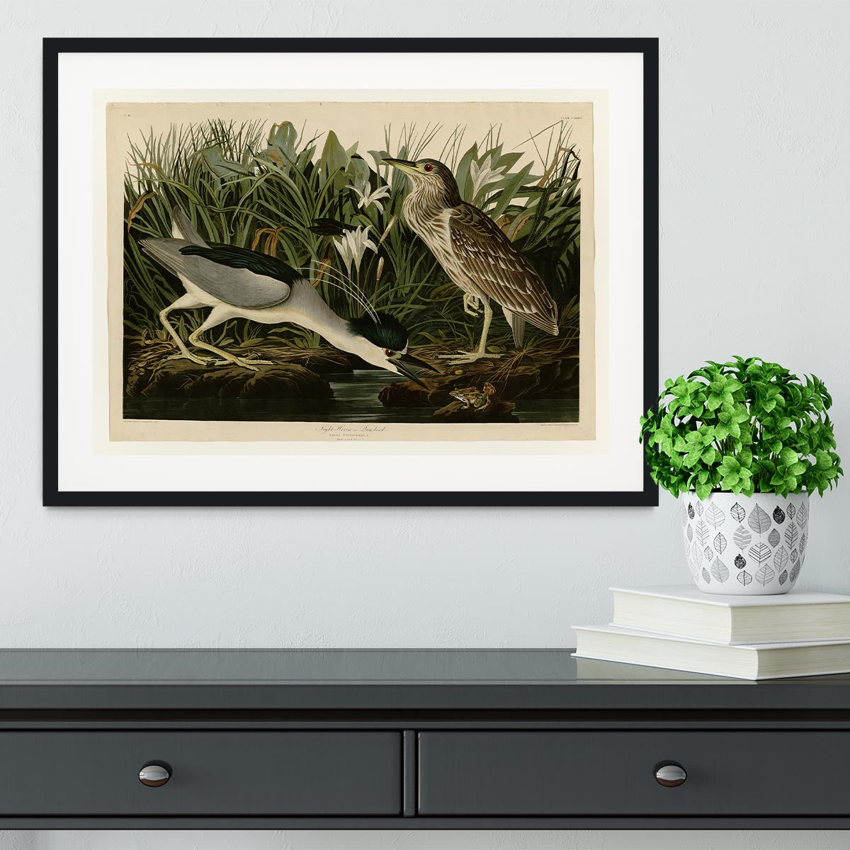 Night Heron by Audubon Framed Print - Canvas Art Rocks - 1