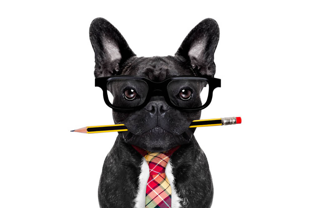 Office businessman french bulldog dog with pen Wall Mural Wallpaper - Canvas Art Rocks - 1