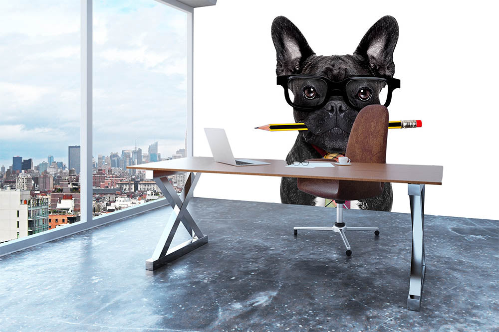 Office businessman french bulldog dog with pen Wall Mural Wallpaper - Canvas Art Rocks - 3