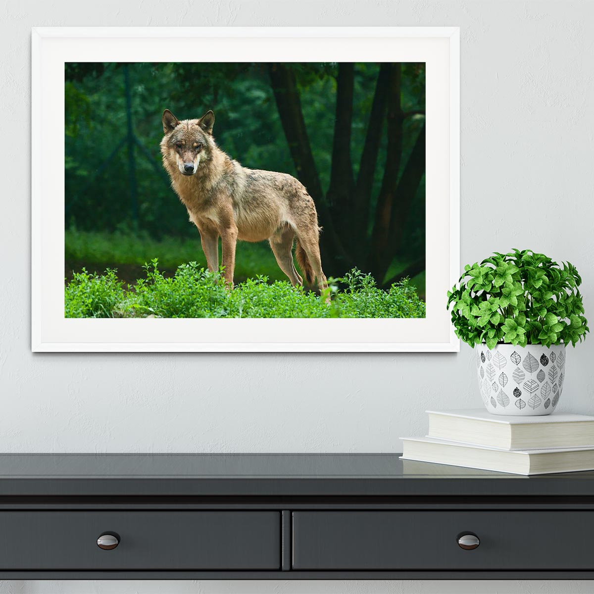 One wolf standing on green hill Framed Print - Canvas Art Rocks - 5