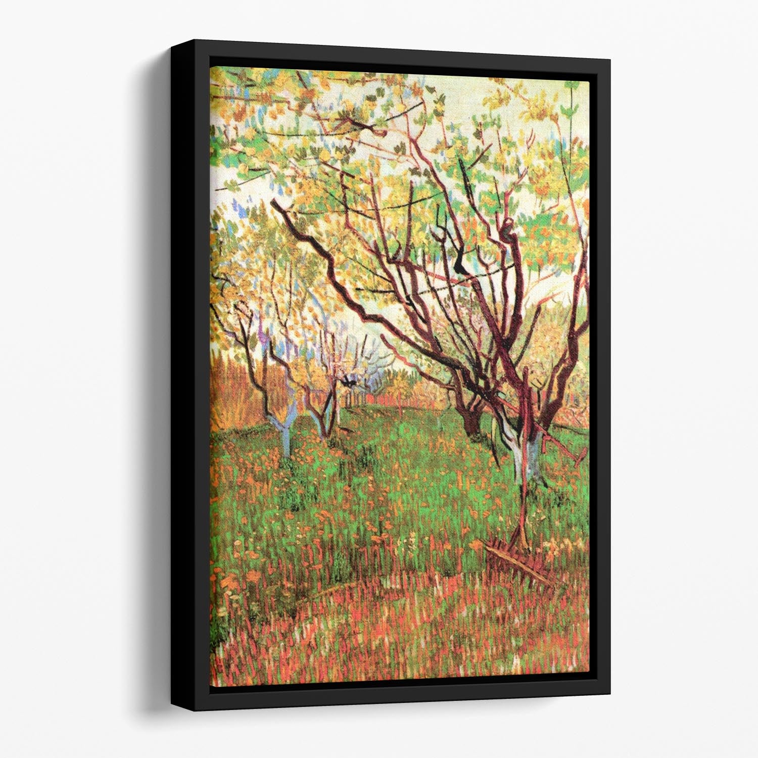Orchard in Blossom by Van Gogh Floating Framed Canvas