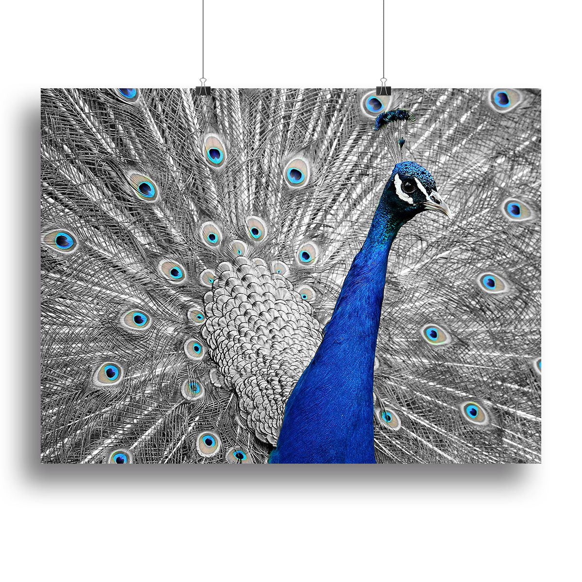 Peacock Canvas Print or Poster - Canvas Art Rocks - 2