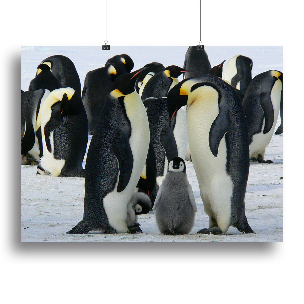 Penguins Canvas Print or Poster - Canvas Art Rocks - 2
