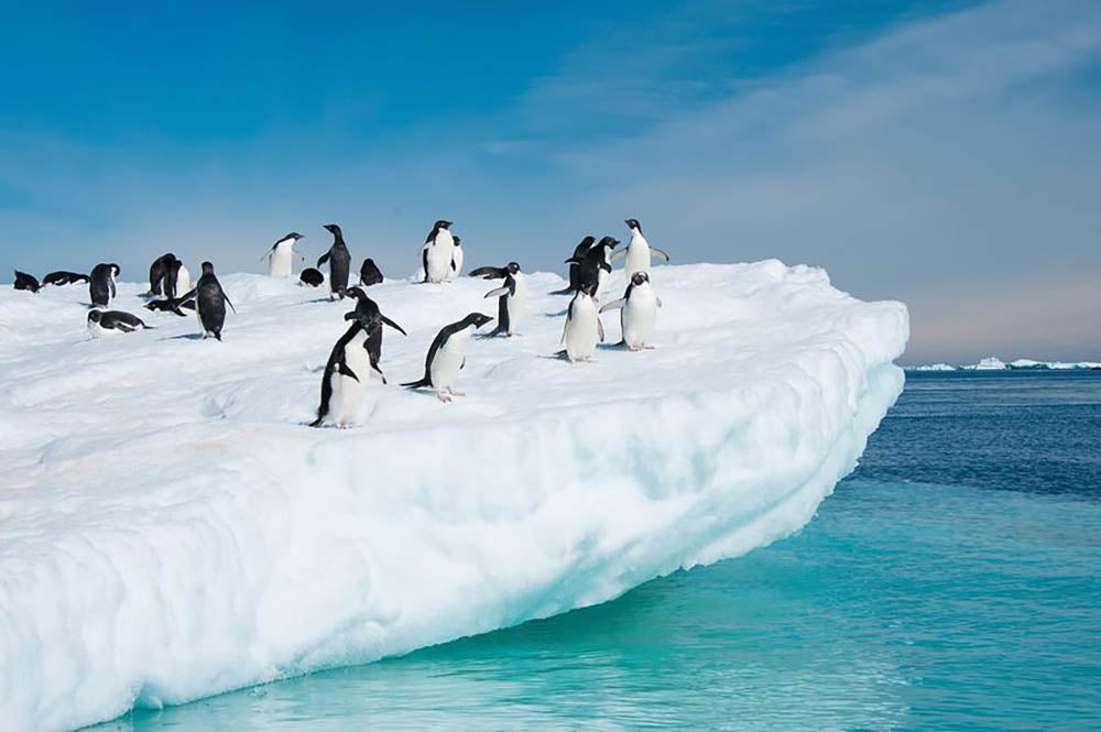 Penguins on Iceberg Wall Mural Wallpaper - Canvas Art Rocks - 1