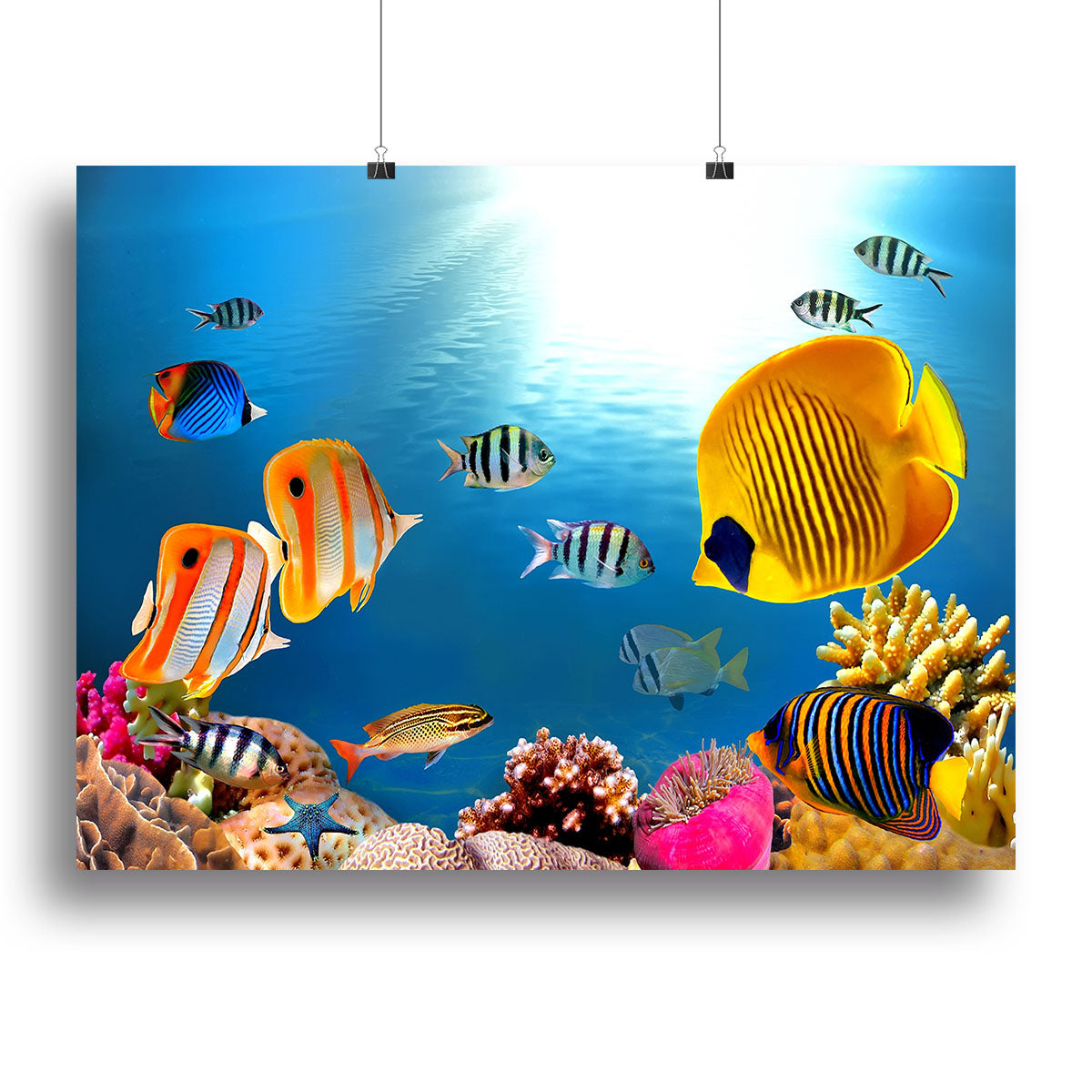 Photo of a coral colony Canvas Print or Poster - Canvas Art Rocks - 2