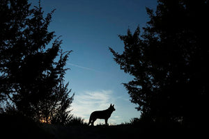 Picture of a wolf dog at dusk. Wall Mural Wallpaper - Canvas Art Rocks - 1