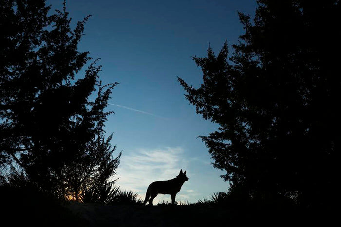 Picture of a wolf dog at dusk. Wall Mural Wallpaper