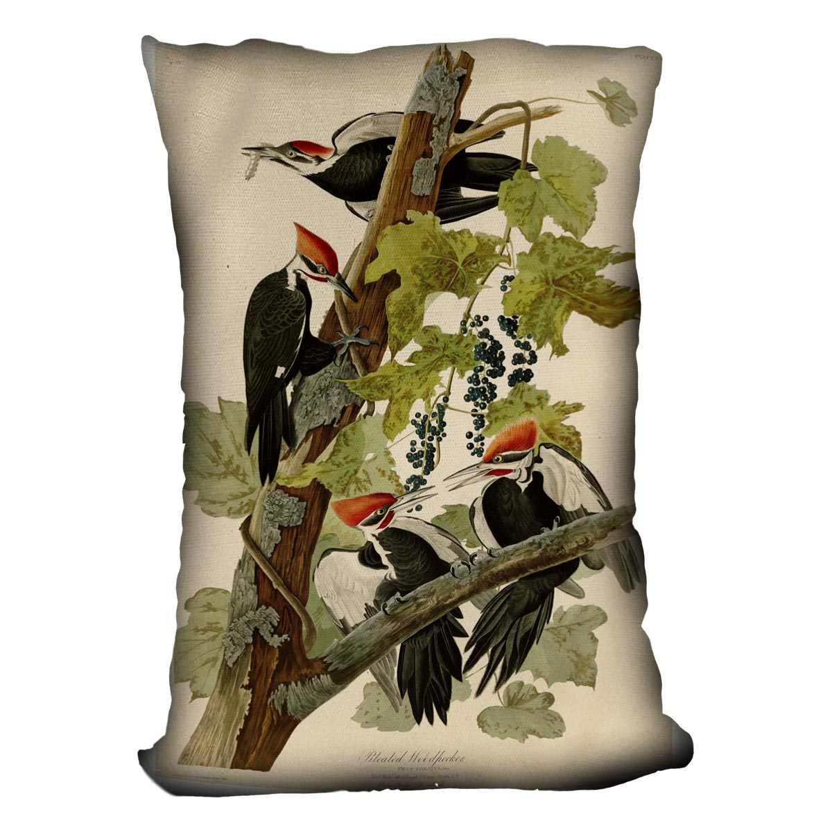 Pileated Woodpecker by Audubon Cushion