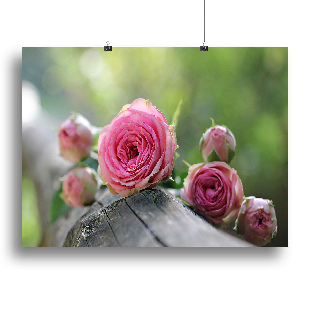 Pink Rose Canvas Print or Poster - Canvas Art Rocks - 2