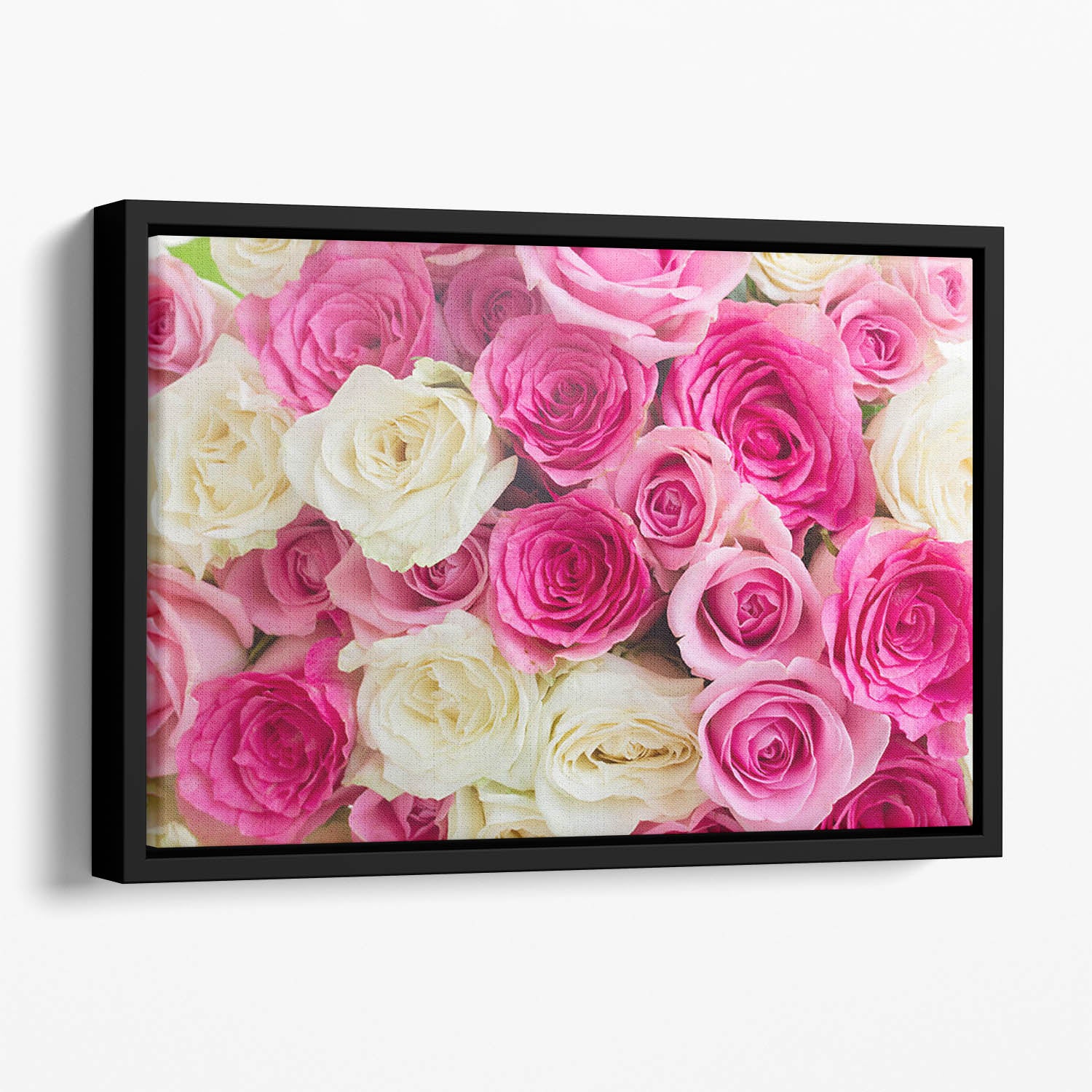 Pink and white fresh rose flowers Floating Framed Canvas