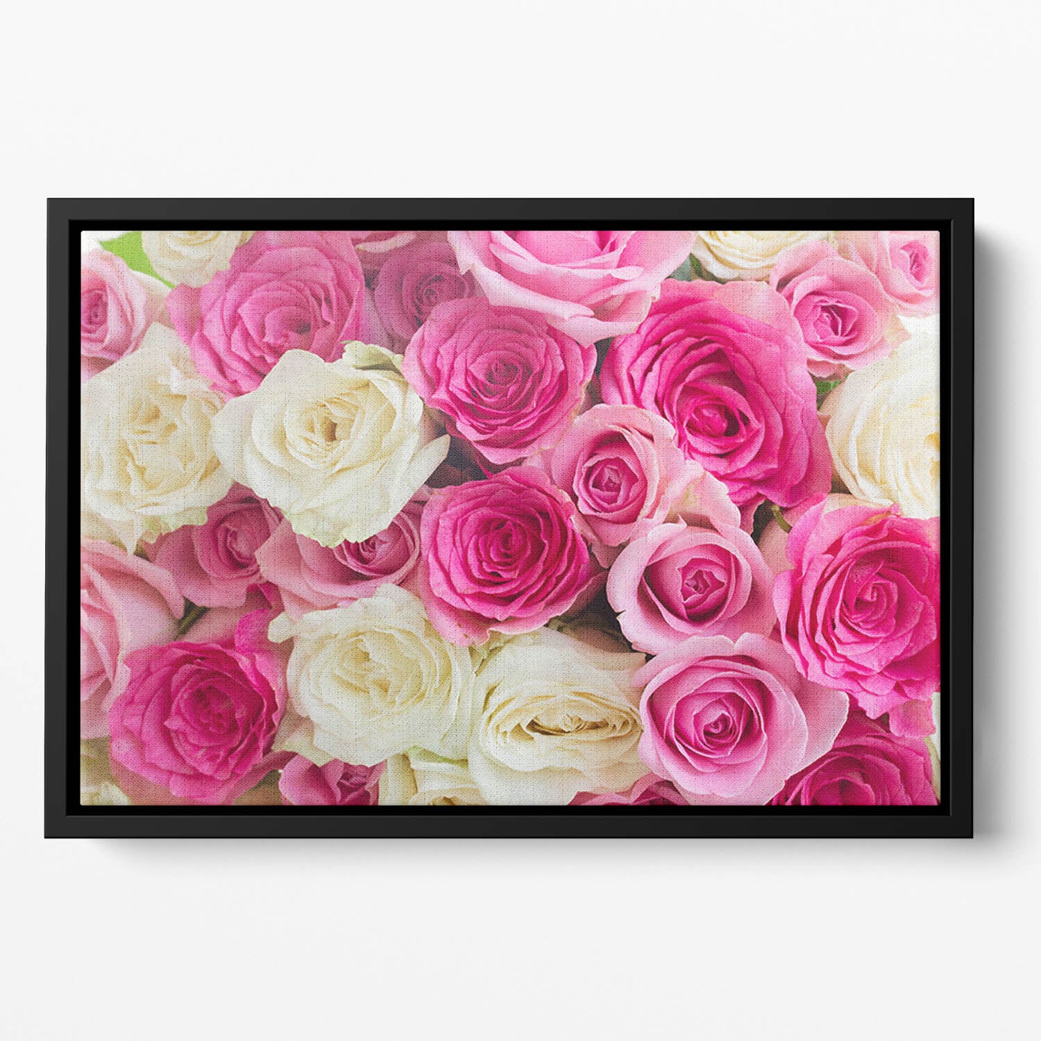 Pink and white fresh rose flowers Floating Framed Canvas