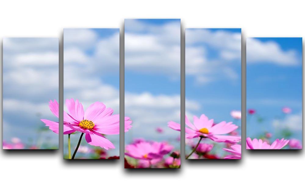 Pink cosmos field and sky 5 Split Panel Canvas  - Canvas Art Rocks - 1