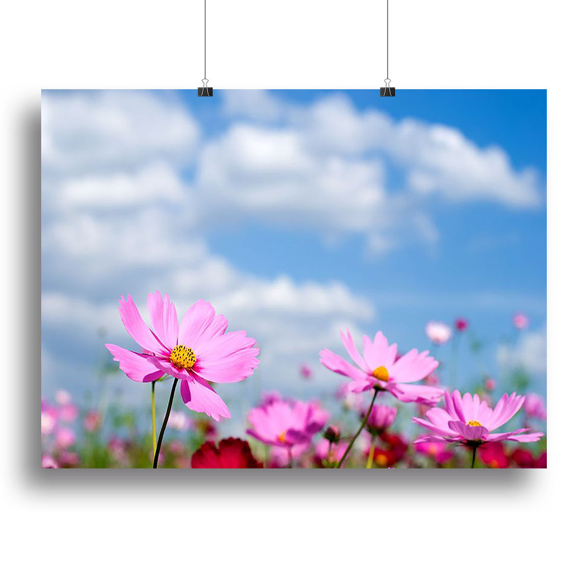 Pink cosmos field and sky Canvas Print or Poster - Canvas Art Rocks - 2
