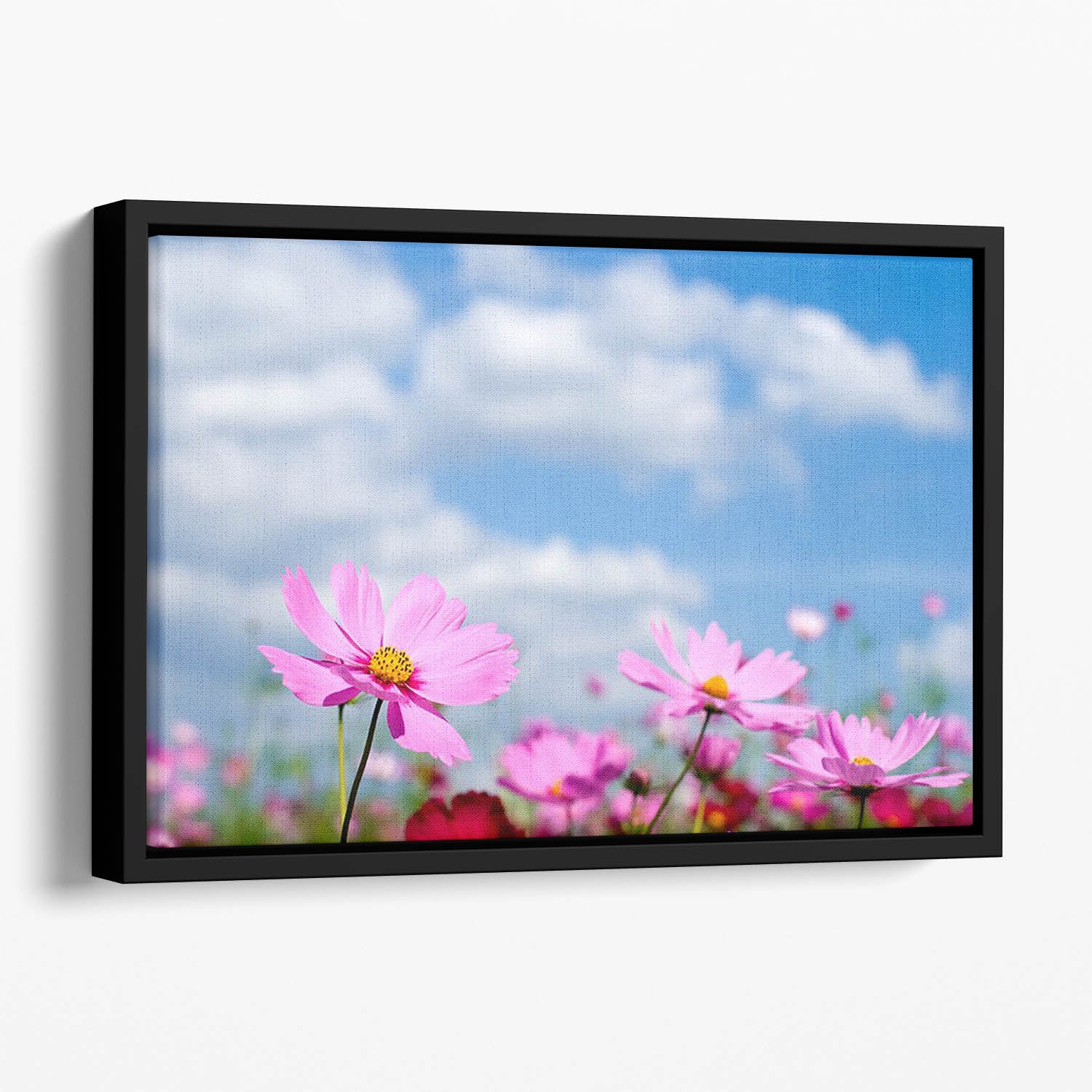 Pink cosmos field and sky Floating Framed Canvas