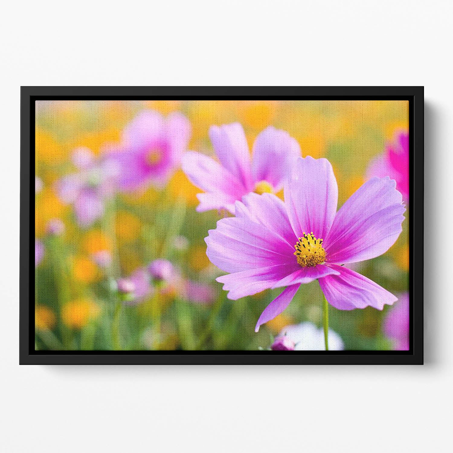 Pink cosmos in the flower fields Floating Framed Canvas