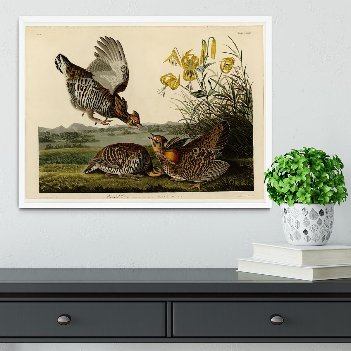 Pinnated Grouse by Audubon Framed Print - Canvas Art Rocks -6