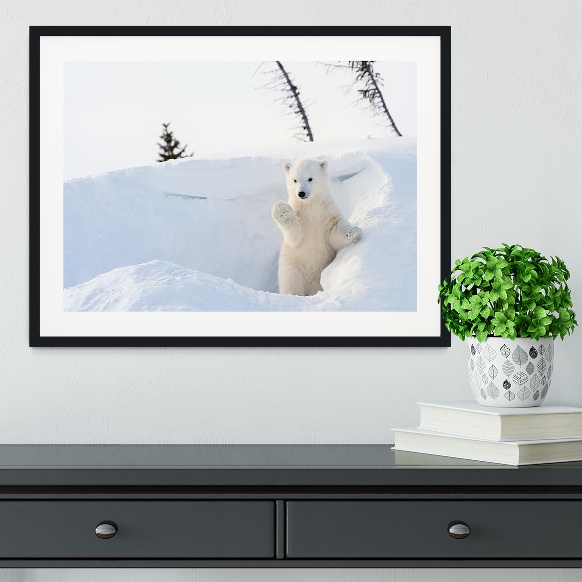 Polar bear Ursus maritimus cub coming out den Framed Print - Canvas Art Rocks - 1
