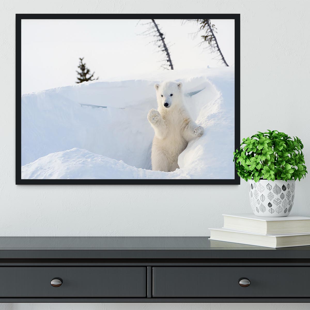 Polar bear Ursus maritimus cub coming out den Framed Print - Canvas Art Rocks - 2
