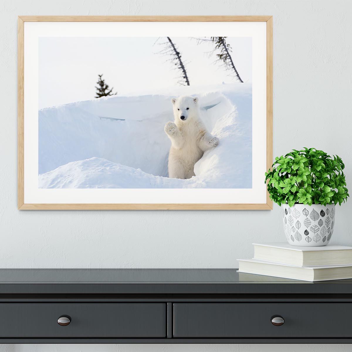 Polar bear Ursus maritimus cub coming out den Framed Print - Canvas Art Rocks - 3