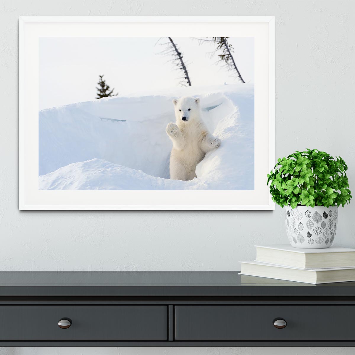 Polar bear Ursus maritimus cub coming out den Framed Print - Canvas Art Rocks - 5