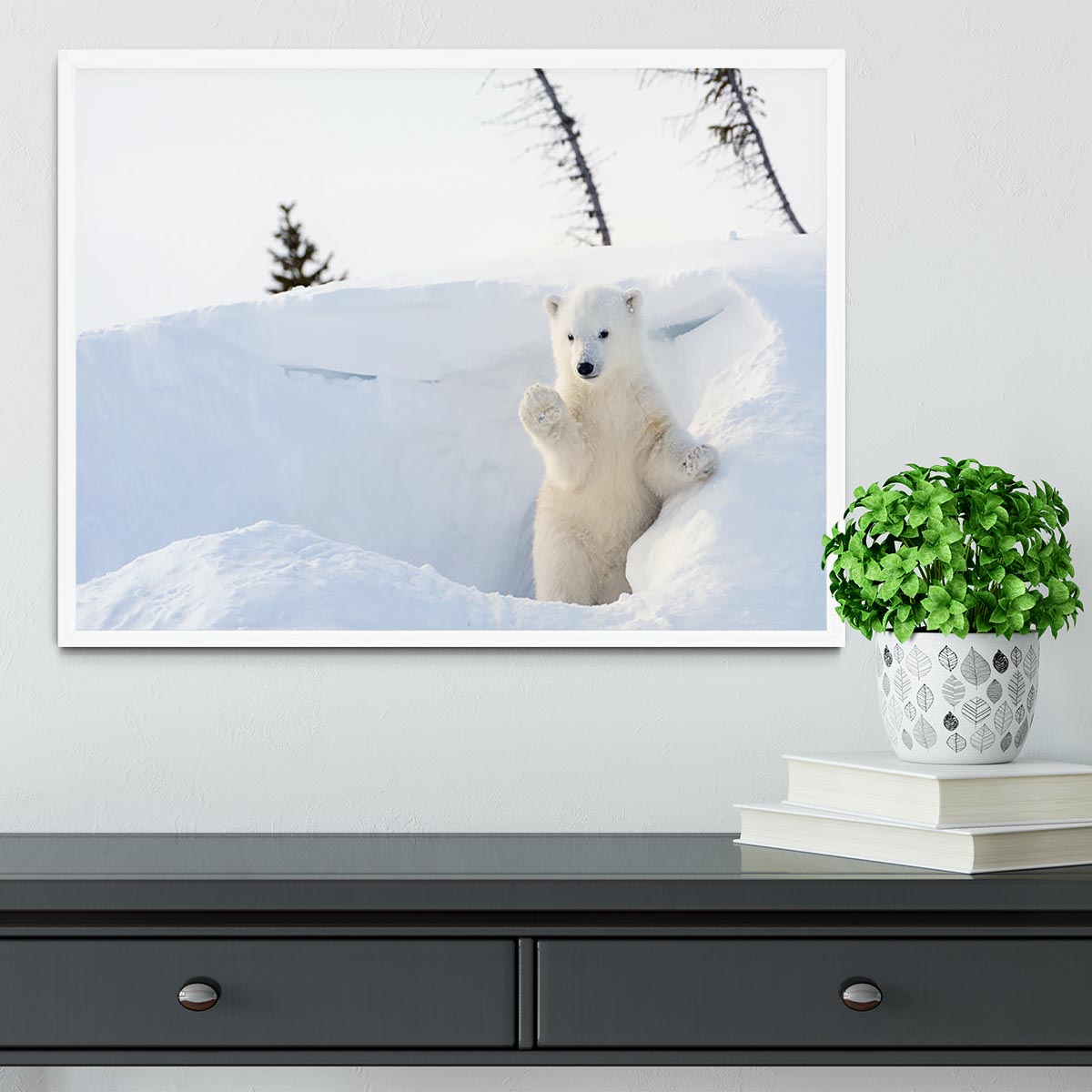 Polar bear Ursus maritimus cub coming out den Framed Print - Canvas Art Rocks -6