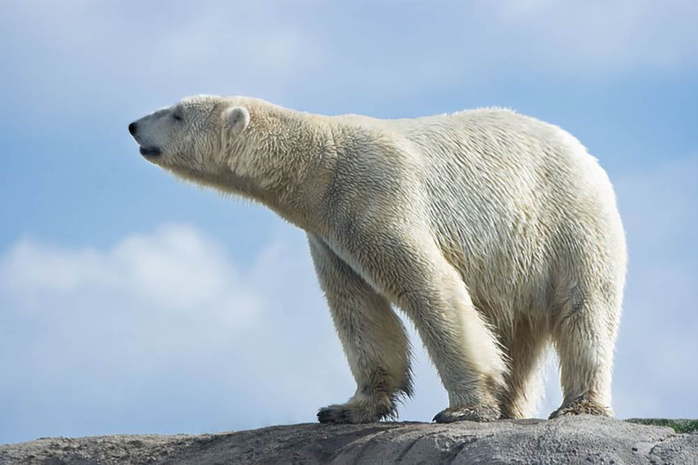 Polar bear walking on rocks Wall Mural Wallpaper - Canvas Art Rocks - 1