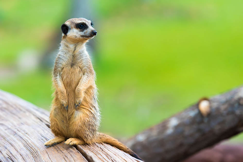 Portrait of Meerkat Wall Mural Wallpaper - Canvas Art Rocks - 1