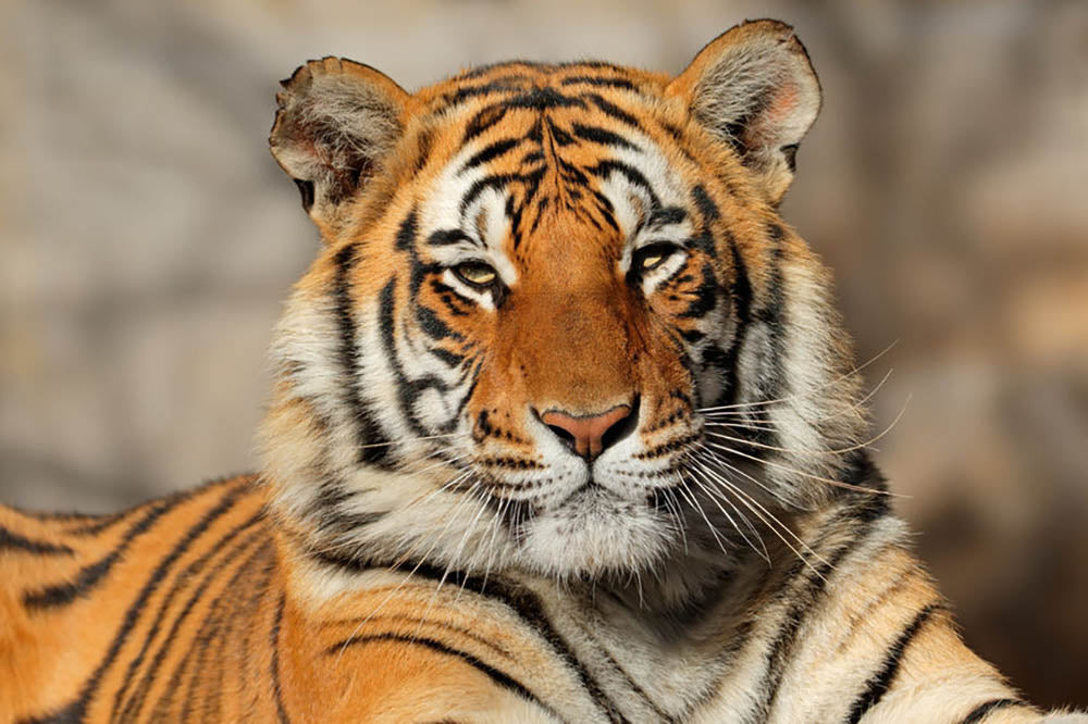 Portrait of a Bengal tiger Wall Mural Wallpaper - Canvas Art Rocks - 1