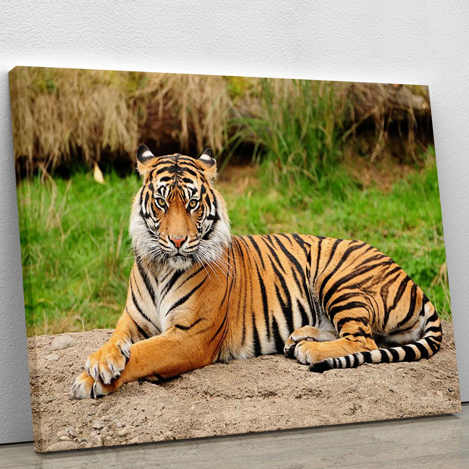 Portrait of a Royal Bengal tiger alert Canvas Print or Poster - Canvas Art Rocks - 1