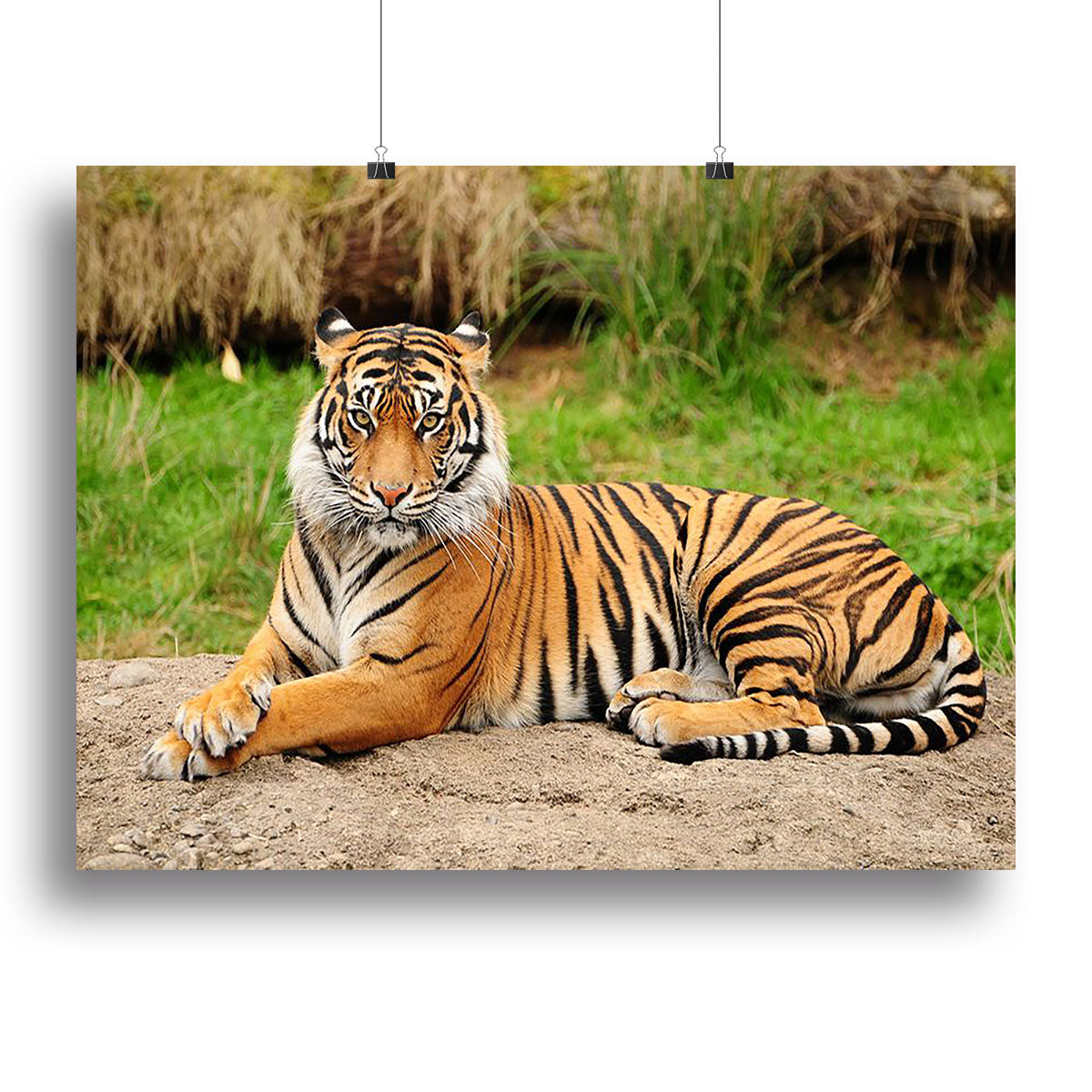 Portrait of a Royal Bengal tiger alert Canvas Print or Poster - Canvas Art Rocks - 2