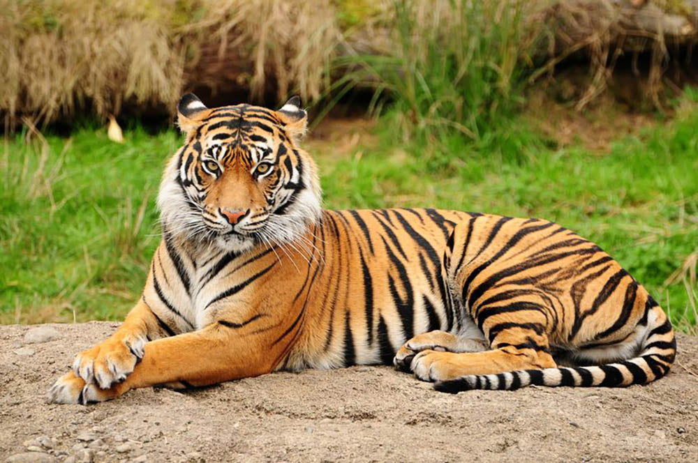 Portrait of a Royal Bengal tiger alert Wall Mural Wallpaper - Canvas Art Rocks - 1