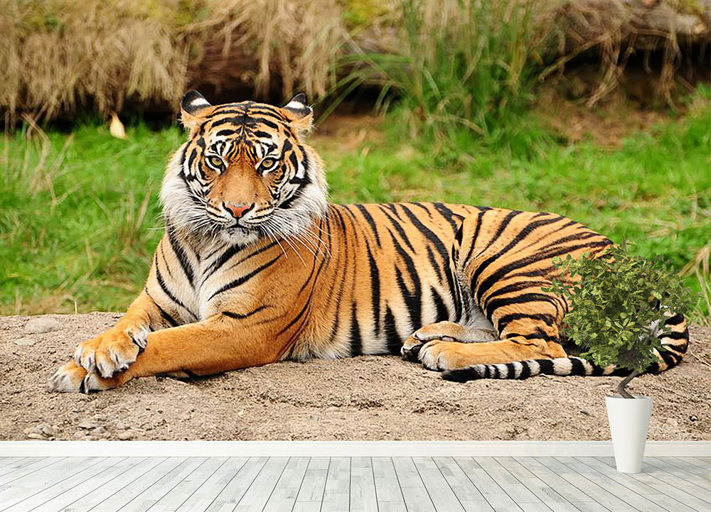 Portrait of a Royal Bengal tiger alert Wall Mural Wallpaper - Canvas Art Rocks - 4