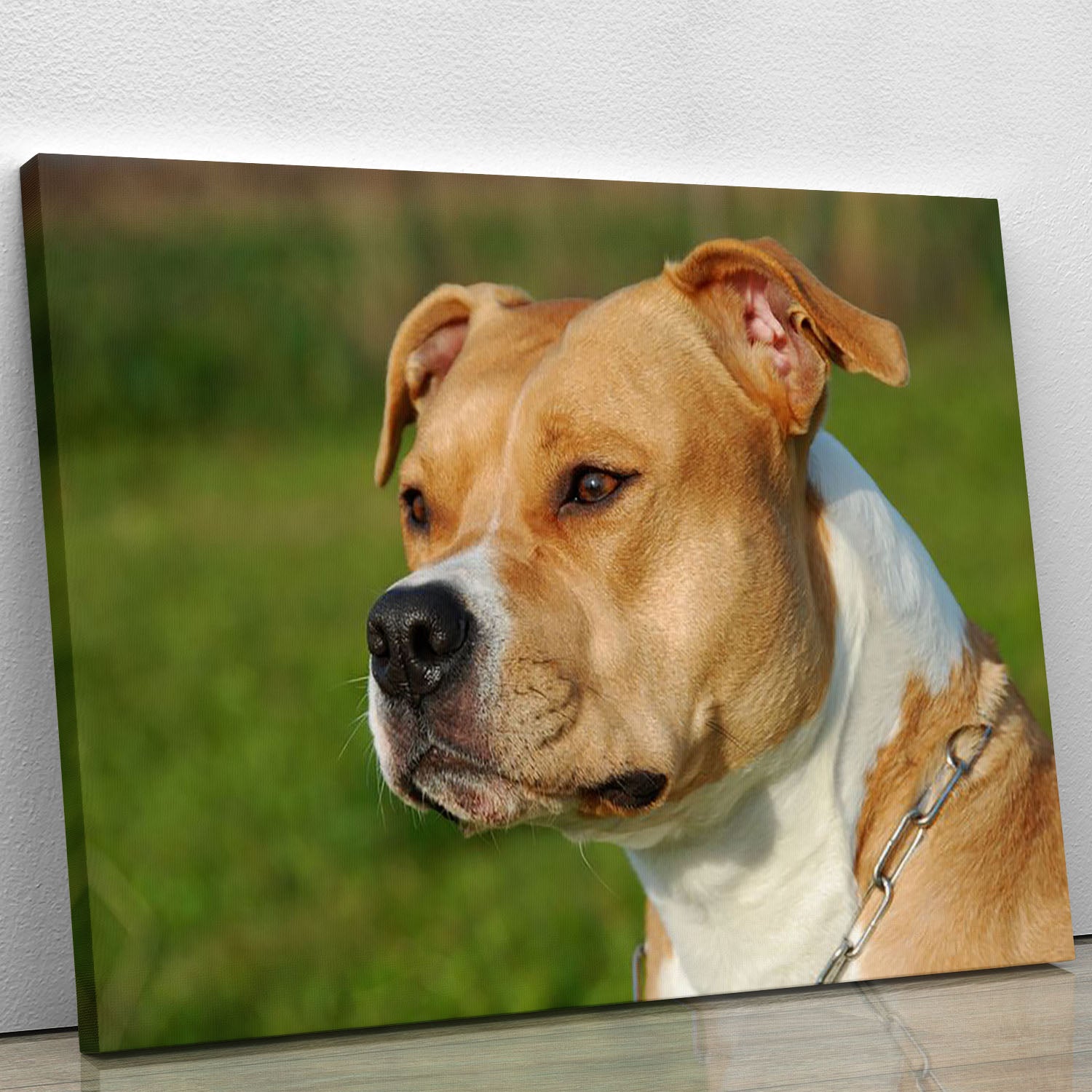 Portrait of a beautiful female purebred American Staffordshire Terrier Canvas Print or Poster - Canvas Art Rocks - 1