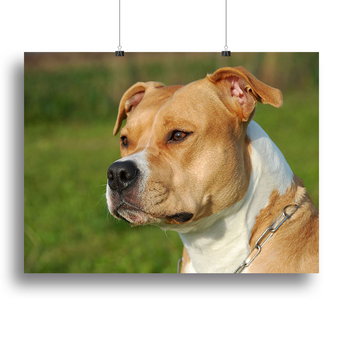 Portrait of a beautiful female purebred American Staffordshire Terrier Canvas Print or Poster - Canvas Art Rocks - 2