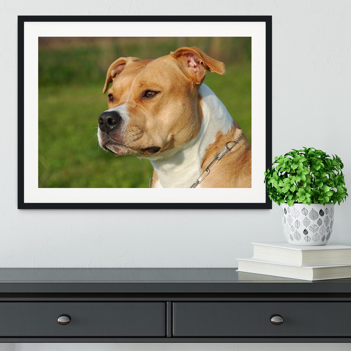 Portrait of a beautiful female purebred American Staffordshire Terrier Framed Print - Canvas Art Rocks - 1