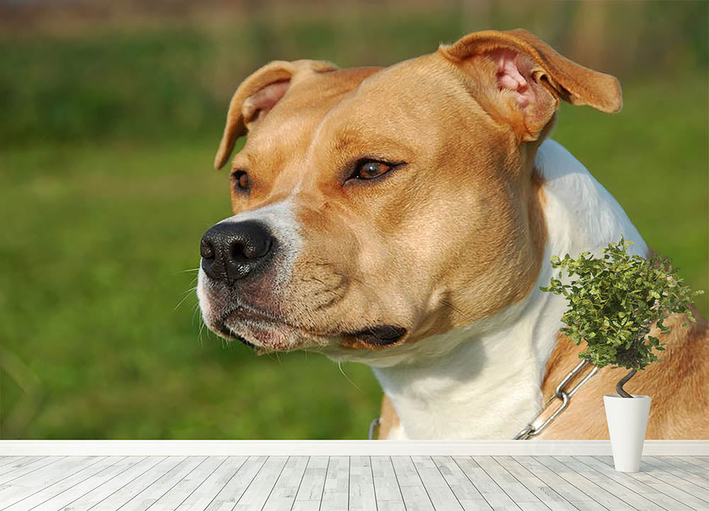 Purebred discount staffordshire terrier