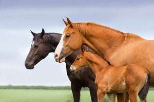 Portrait of two mares and foal at pasture Wall Mural Wallpaper - Canvas Art Rocks - 1