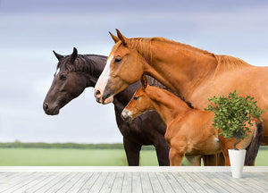 Portrait of two mares and foal at pasture Wall Mural Wallpaper - Canvas Art Rocks - 4