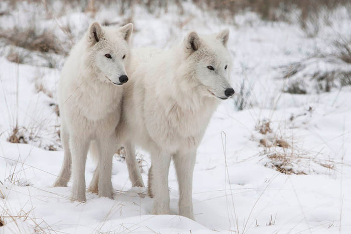 Portrait of two white watchful arctic wolfs Wall Mural Wallpaper