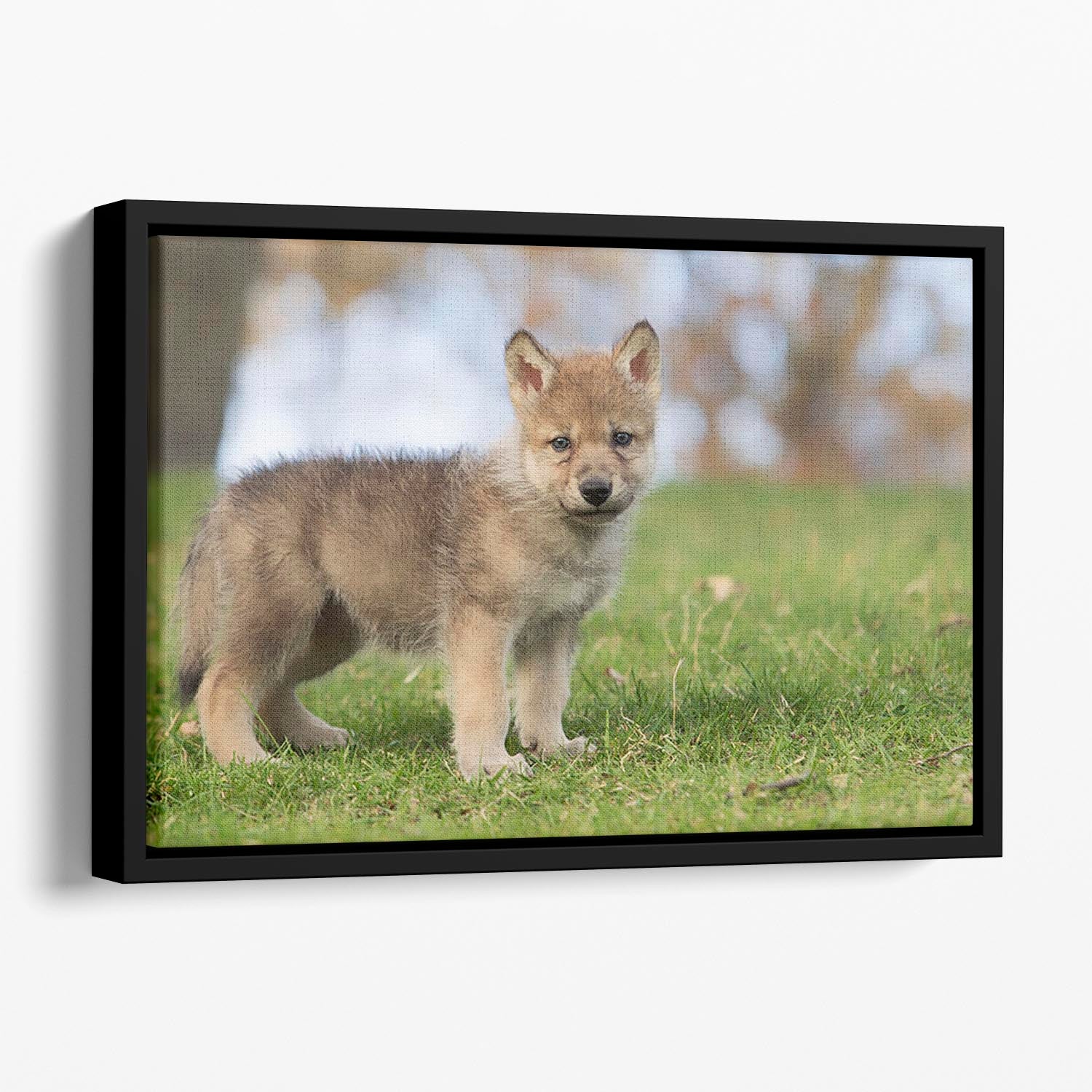 Profile image of a young gray wolf pup Floating Framed Canvas - Canvas Art Rocks - 1