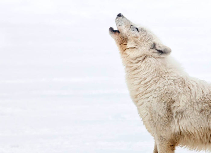 Profile of an arctic wolf howling Wall Mural Wallpaper