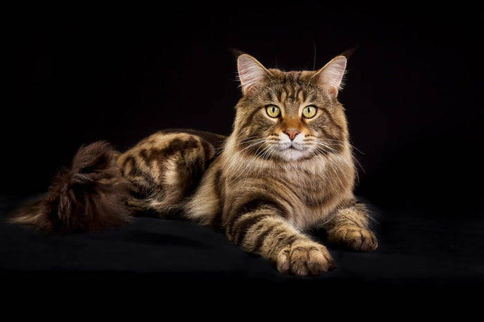 Purebred Maine Coon cat Wall Mural Wallpaper