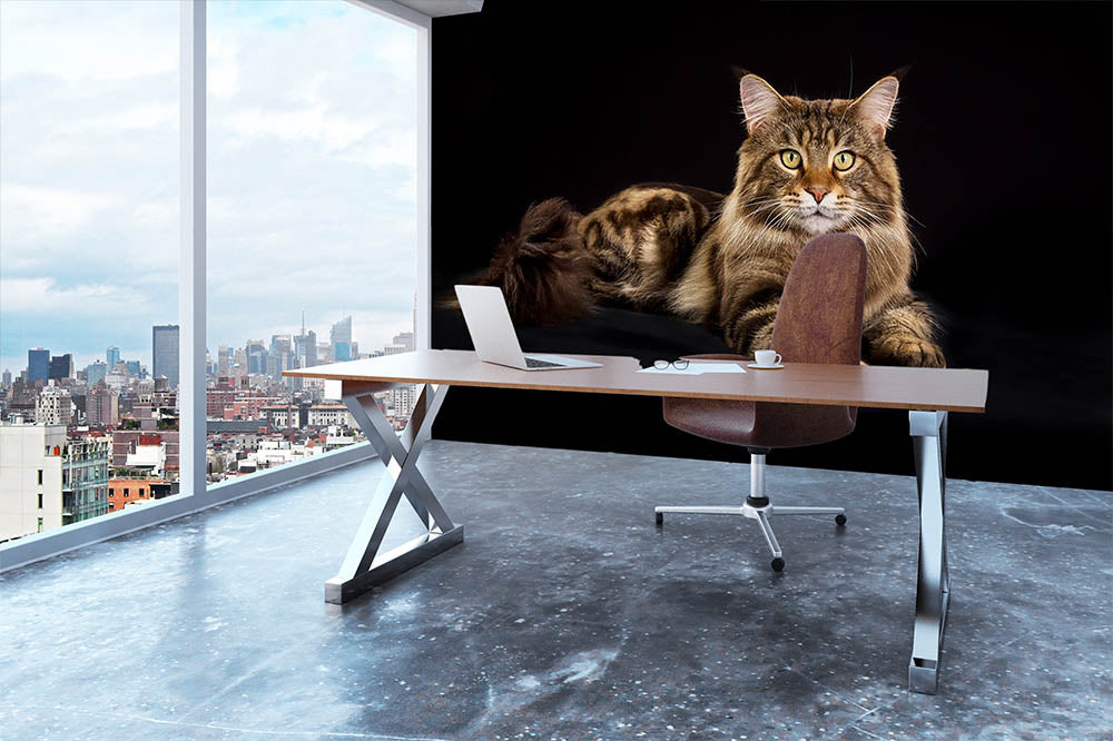 Purebred Maine Coon cat Wall Mural Wallpaper - Canvas Art Rocks - 3