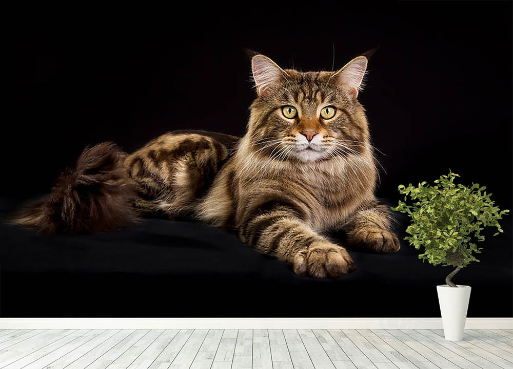 cat mural wallpaper