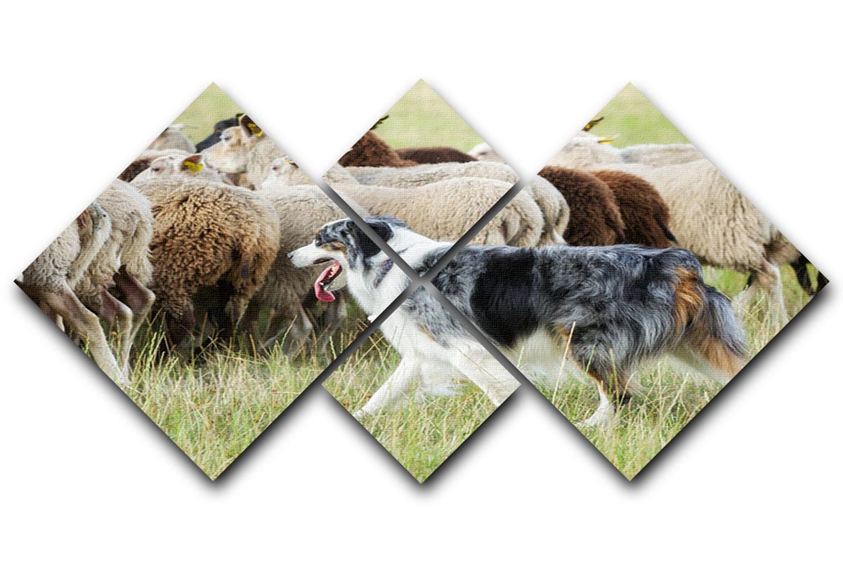 Purebred border collie herding a flock of sheep 4 Square Multi Panel Canvas - Canvas Art Rocks - 1