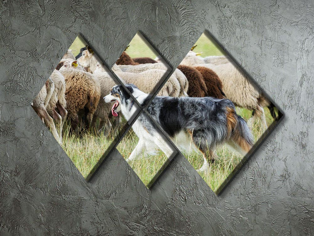 Purebred border collie herding a flock of sheep 4 Square Multi Panel Canvas - Canvas Art Rocks - 2
