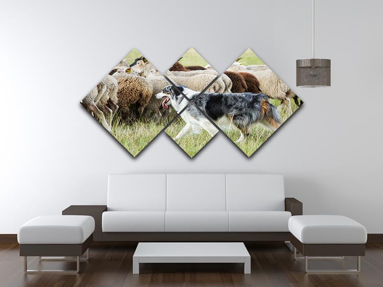 Purebred border collie herding a flock of sheep 4 Square Multi Panel Canvas - Canvas Art Rocks - 3