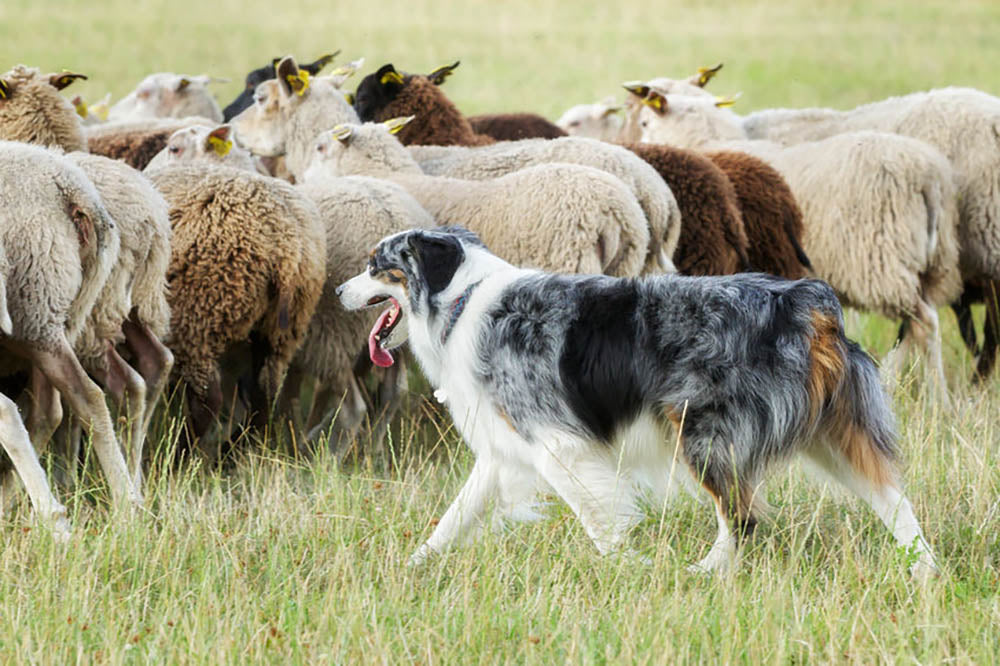 Purebred border collie herding a flock of sheep Wall Mural Wallpaper - Canvas Art Rocks - 1